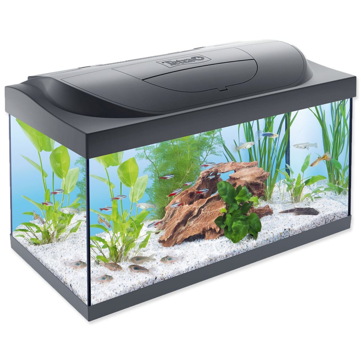 Tetra Starter Line LED akvarijný set 54 l Tetra Starter Line LED akvarijný set 54 l