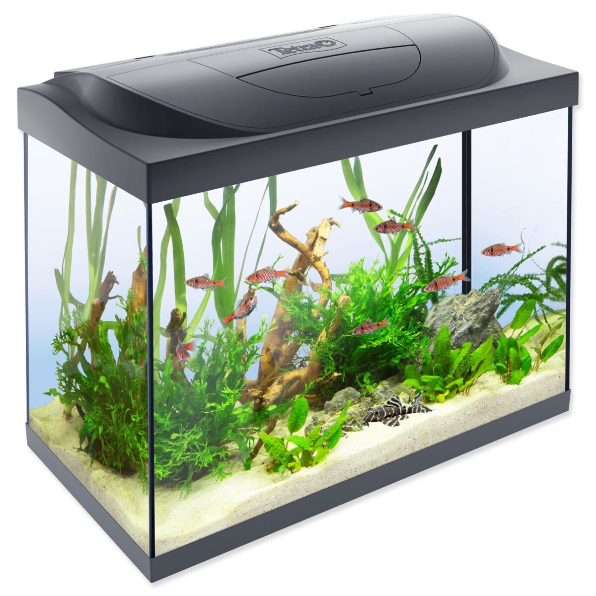 Tetra Starter Line LED akvarijný set čierny 80 l Tetra Starter Line LED akvarijný set čierny 80 l
